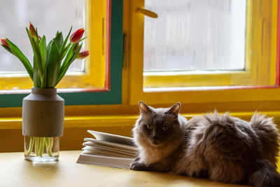 Cat sitting on table by window at home