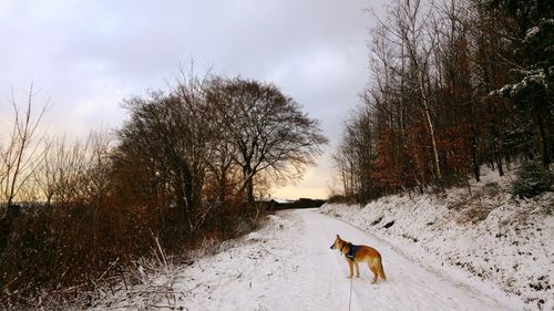 Dog on snow field against sky