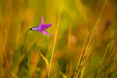 Close-up of purple flower on field