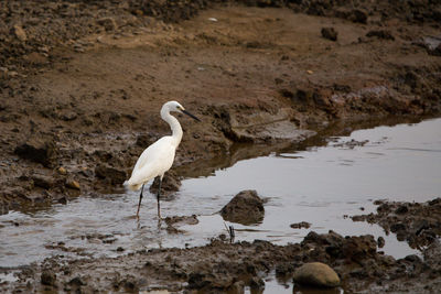 Bird on rock by lake