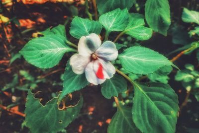 High angle view of flowering plant