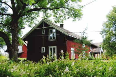 House against trees
