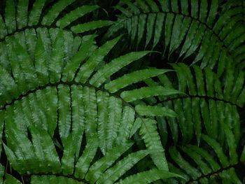 Close-up of green leaf