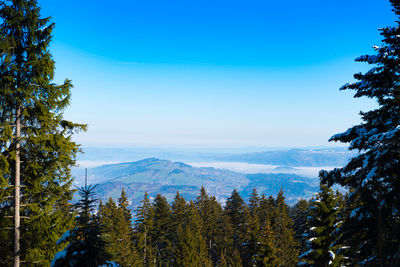 Pine trees in forest against clear sky