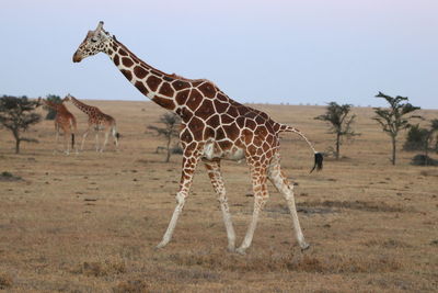 View of giraffe standing on landscape