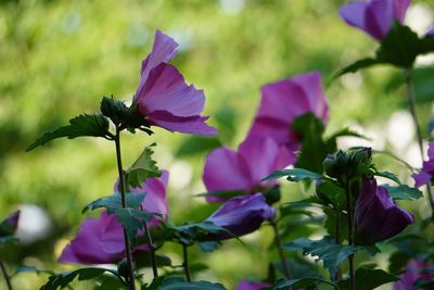 Close-up of pink flowering plant