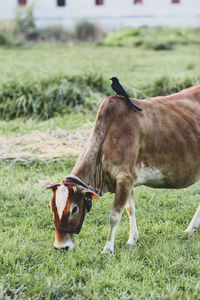 Horse standing on field