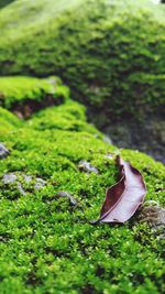 Close-up of fresh green leaves