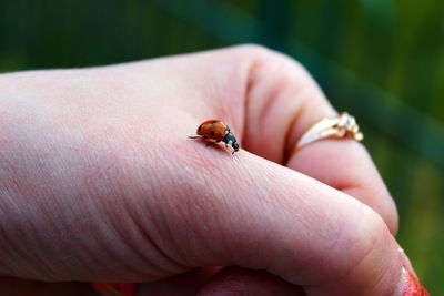 Close-up of ladybug on hand