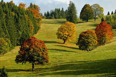 Trees on field against sky