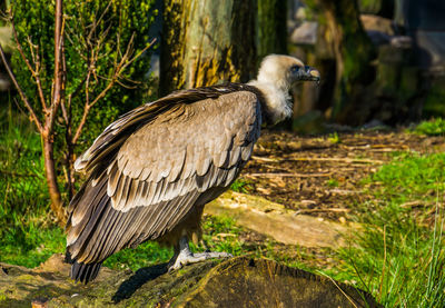 Close-up of bird perching on a tree