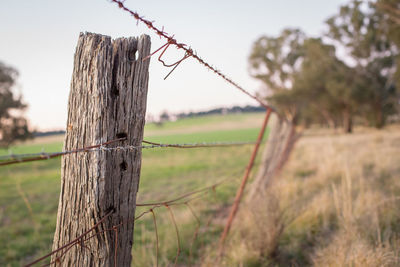 Close-up of tree on field against sky