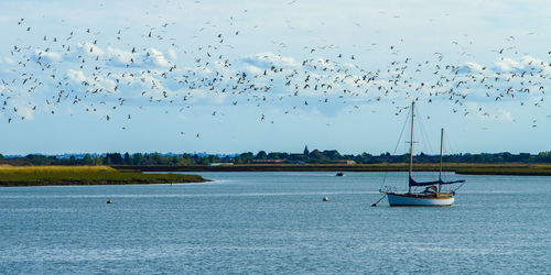 Birds flying over lake