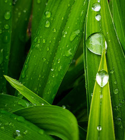 Close-up of wet plant leaves during rainy season