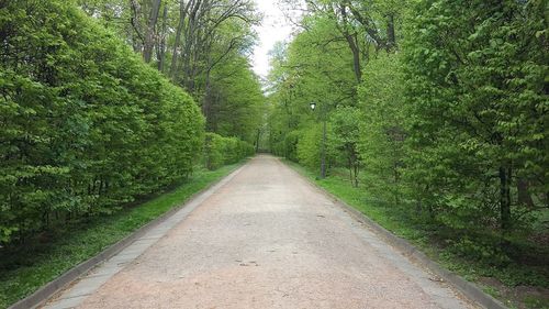 Road passing through forest