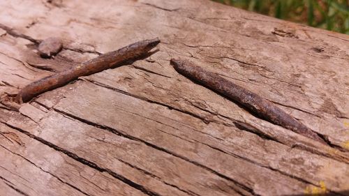 High angle view of lizard on tree stump