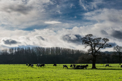 Cows grazing on field against sky