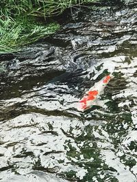 High angle view of koi carps swimming in pond