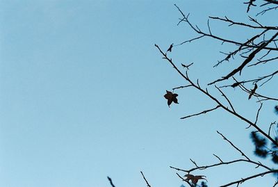 Low angle view of bird on tree against clear sky