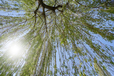 Low angle view of sunlight streaming through trees