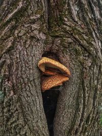 Close-up of mushrooms growing on tree trunk