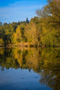 Reflection of trees in pond