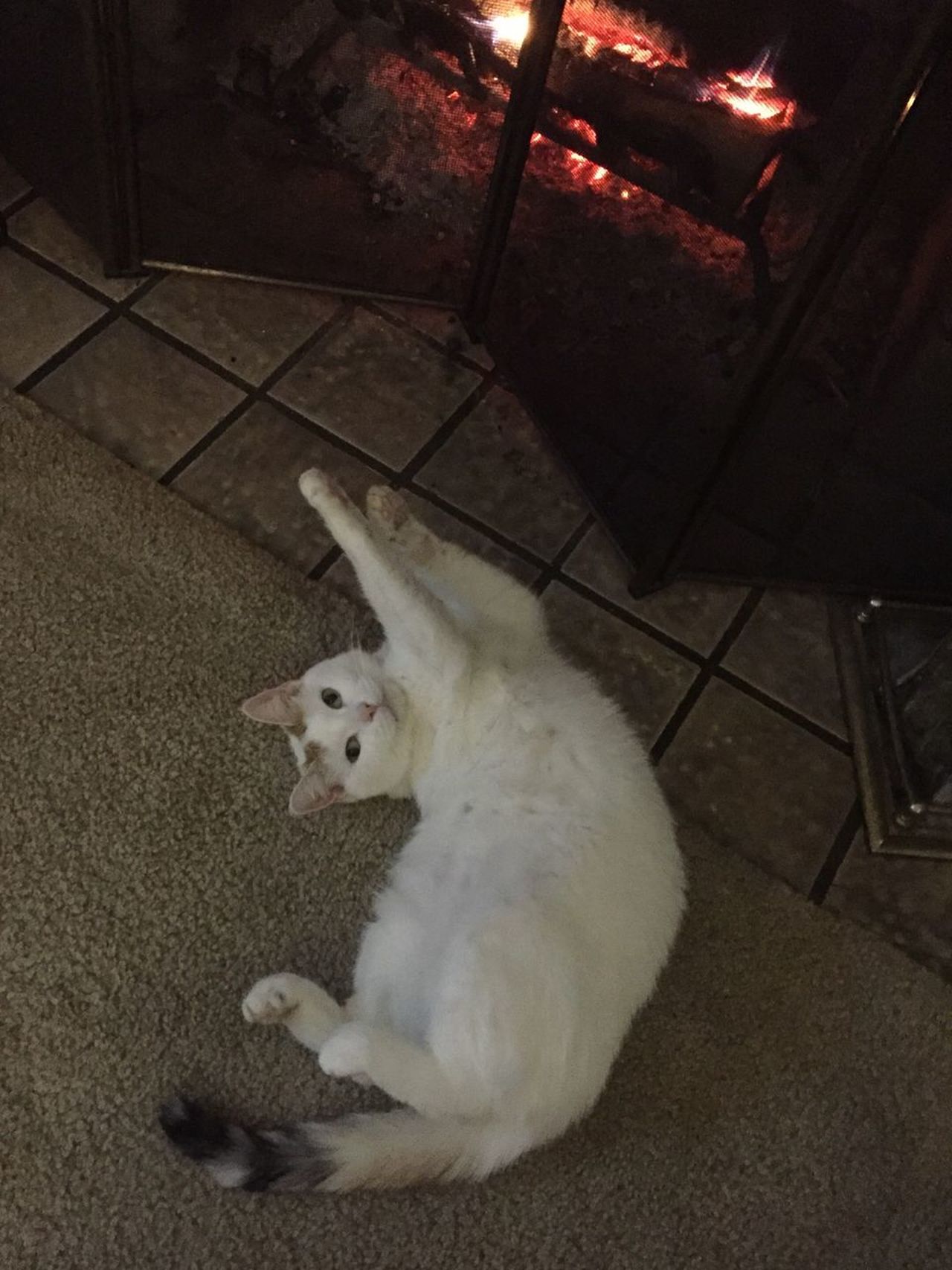 Cat by fireplace