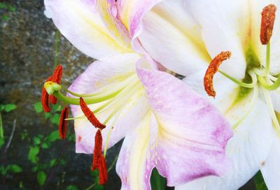 Close-up of pink flower