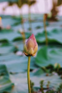 Close-up of pink water lily in lake