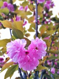 Close-up of pink flowers blooming outdoors