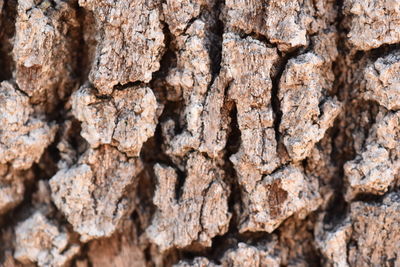 Full frame shot of tree trunk