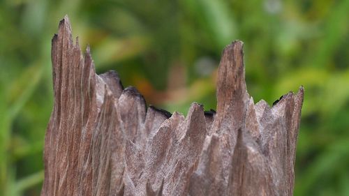 Close-up of leaf on wood
