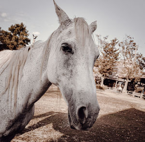 Close-up of a horse