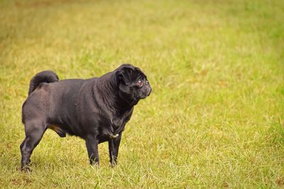 Dog on grassy field