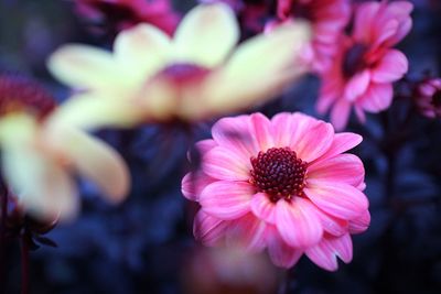 Close-up of flowers blooming outdoors