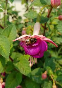 Close-up of honey bee on flower
