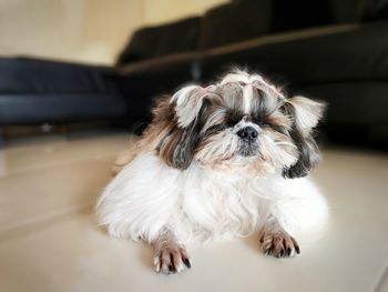 Portrait of a dog at home