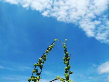 Low angle view of plant against blue sky