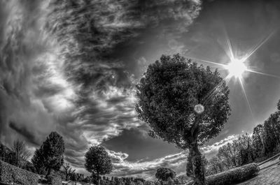 Low angle view of trees against sky
