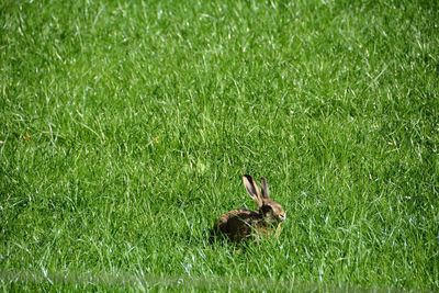 Squirrel on grassy field