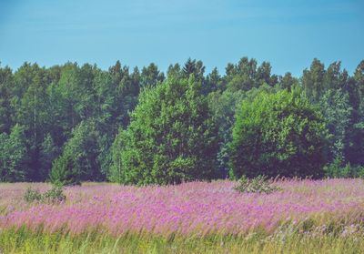 Scenic view of flowering trees on field against sky
