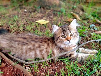 Portrait of cat on field