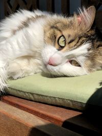 Close-up of cat resting