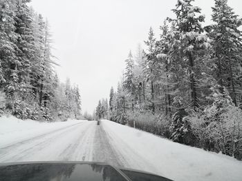 Road amidst bare trees