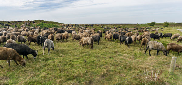Horses in a field