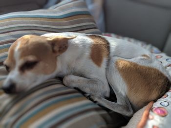 Close-up of a dog sleeping on bed