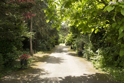 Footpath amidst trees