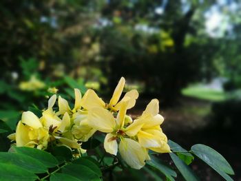 Close-up of yellow flower