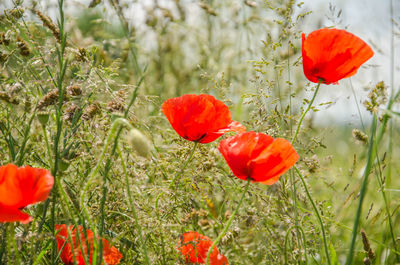 Close-up of red poppy blooming in field