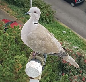 Close-up of bird perching on grass